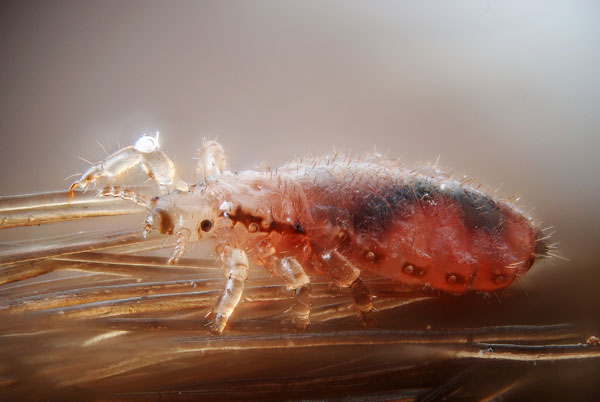 Un poux gorgé de sang sur des cheveux