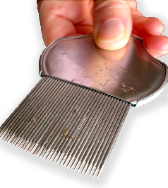 peigne anti poux et anti lentes acier AYA